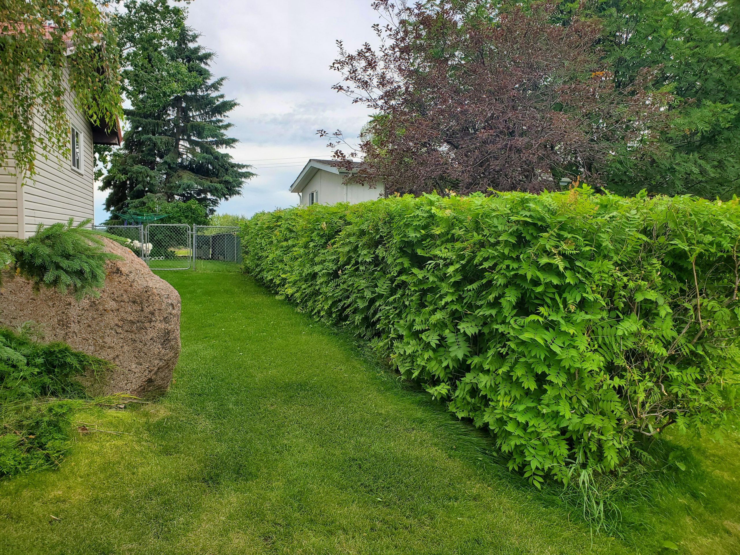 Hedge Trimming