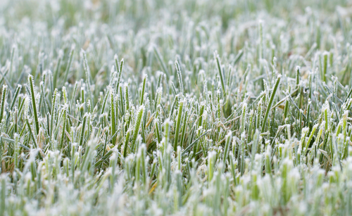 Lawn Care Tips for Alberta's Harsh Winters - Weed Control, Lawn Care I ...