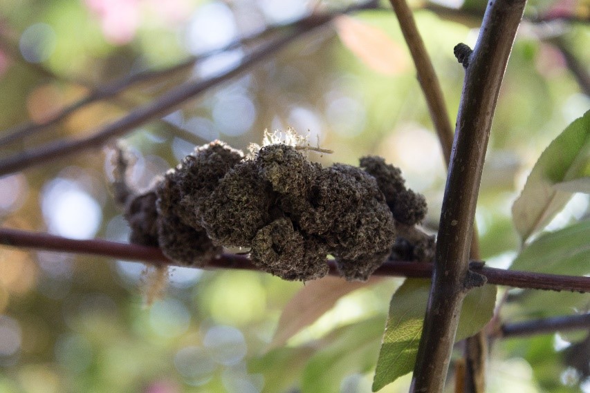 Black Knot Fungus