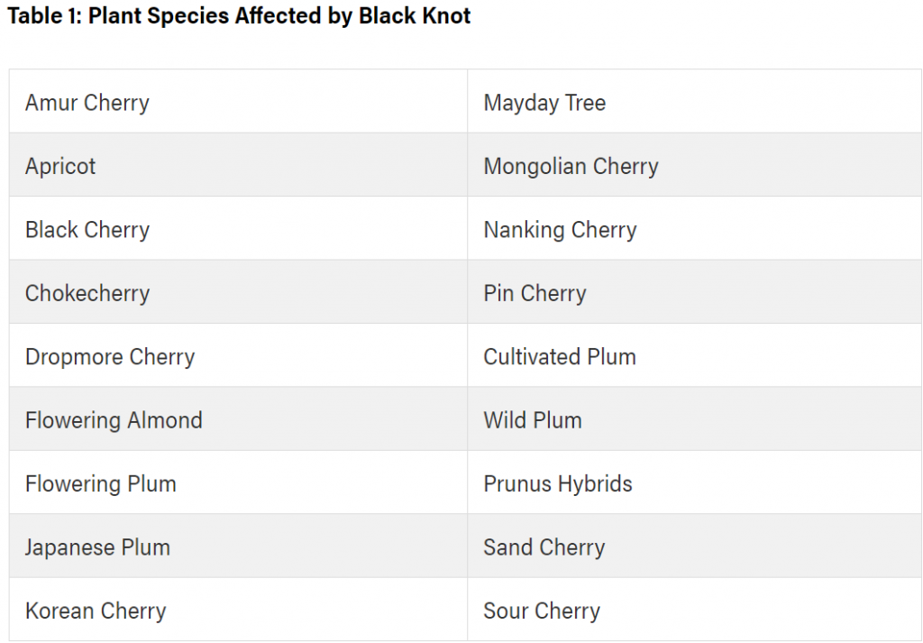 Plant Species Affected by Black Knot