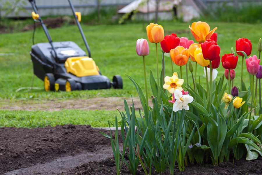 The Do’s and Don’ts on Spring Lawn Care Weed Control, Lawn Care I