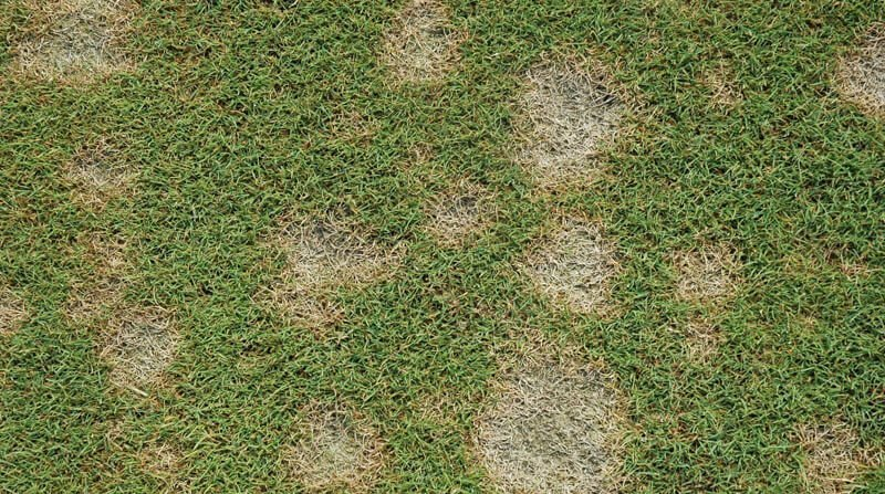 Dollar Spot