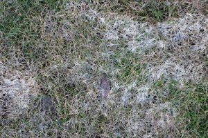 Snow Mold