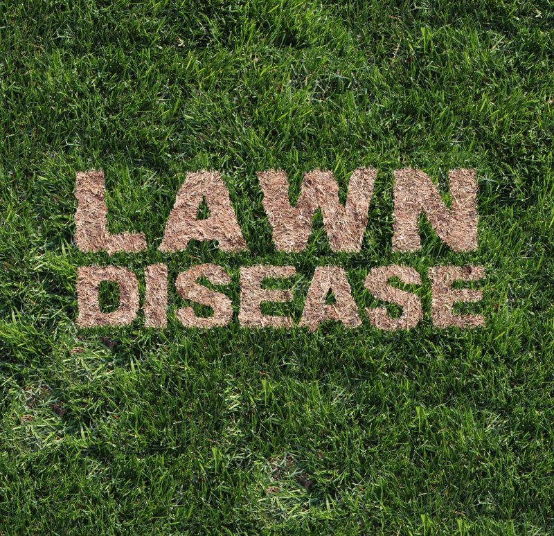 Lawn Disease