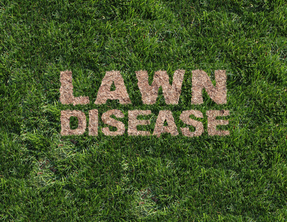 Lawn Disease