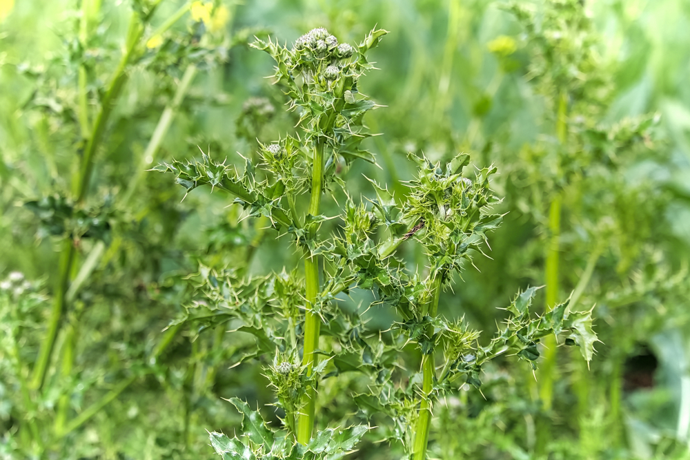 Common Weeds Found In Alberta Lawns And Tips To Manage Them Weed Control Lawn Care I Calgary 4973