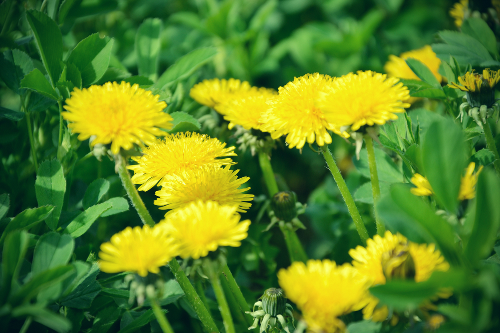 Common Weeds Found in Alberta Lawns & Tips to Manage Them - Weed ...