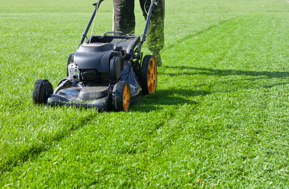 Mulching lawn store