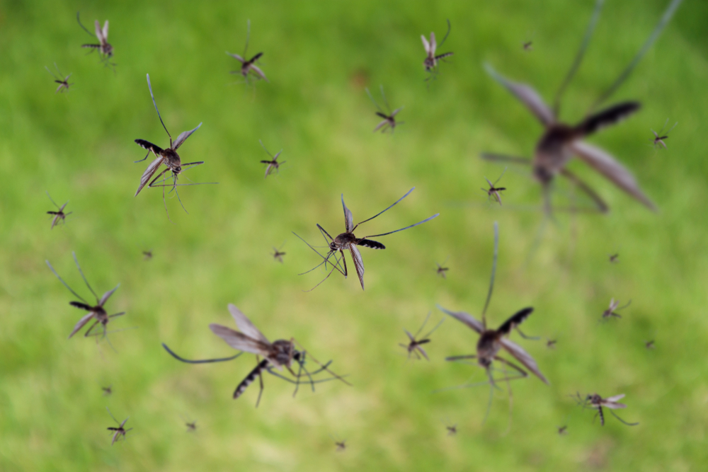 10 Facts about Mosquitoes Weed Control, Lawn Care I Calgary, Red Deer
