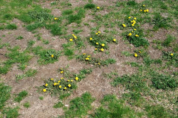 Dandelions on lawn with bare patches