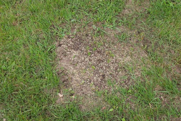 Bare patches on lawn