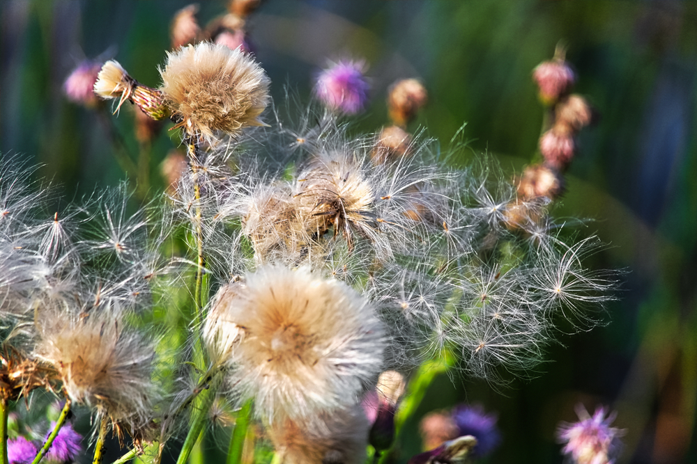 Canada thistle flowering