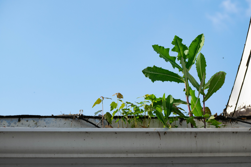 Plants growing in dirty gutters