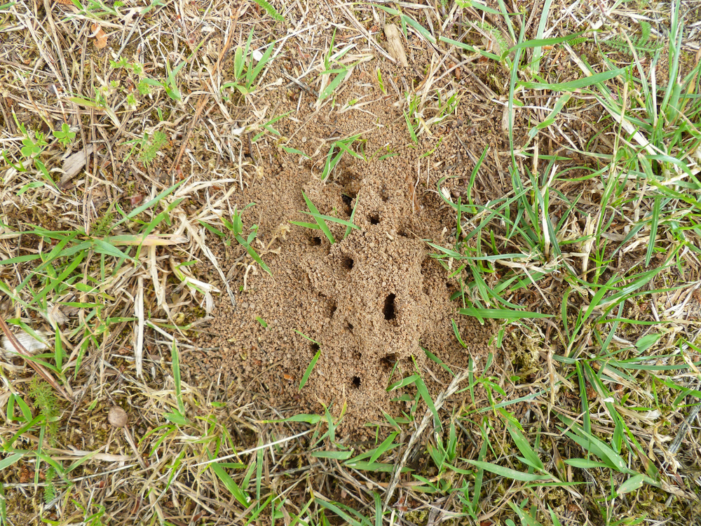 Dead spot on lawn caused by ants