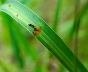 Ants and aphids