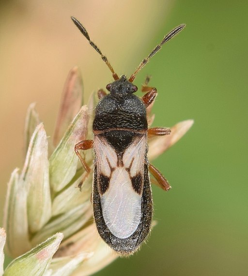 Chinch Bugs: A Comprehensive Guide to Identification, Prevention, and  Treatment - Weed Control, Lawn Care I Calgary, Red Deer I Earth Smart