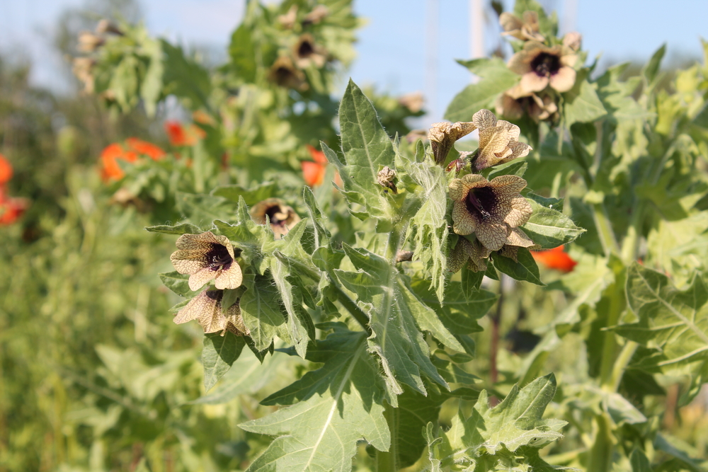 Black henbane