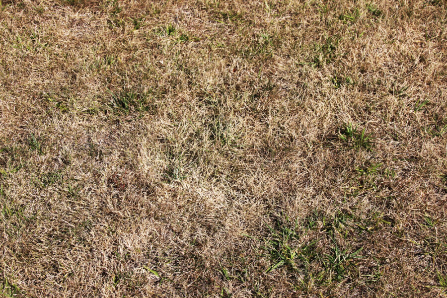 Lawn Watering Guidelines Tips and Signs of Over and Underwatering