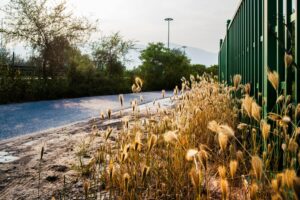 Foxtail Weed