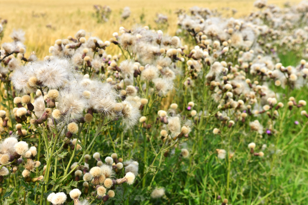 Canada Thistle