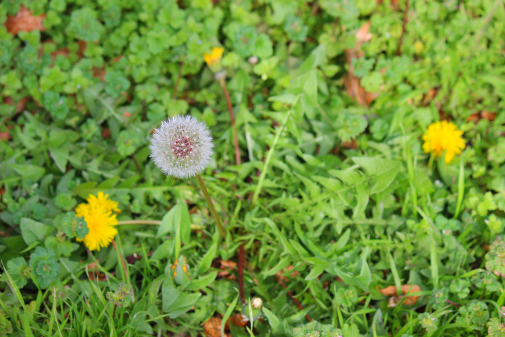 Dandelion