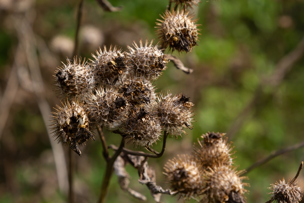 Burdock