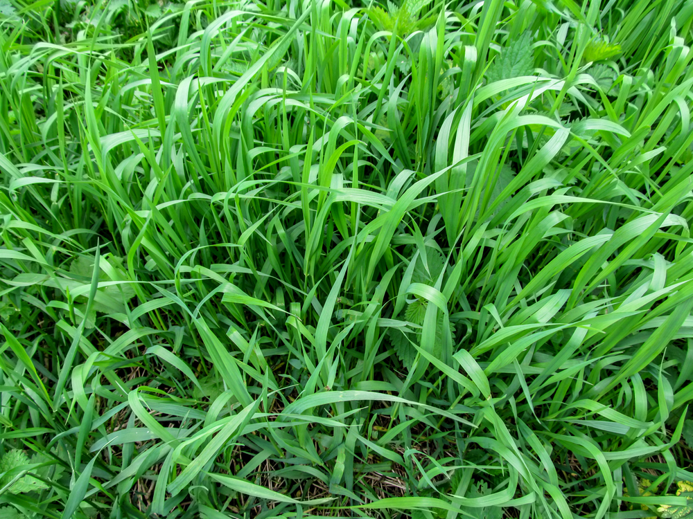 Quackgrass