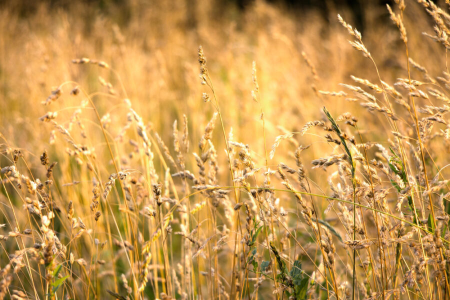 Quackgrass: Tips to Identify, Control and Get Rid Of - Weed Control ...