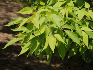 Box Elder Tree