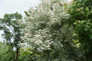 Box Elder Tree