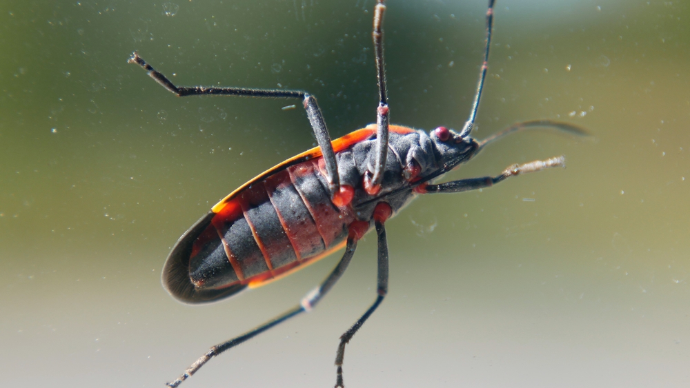 Box elder bug