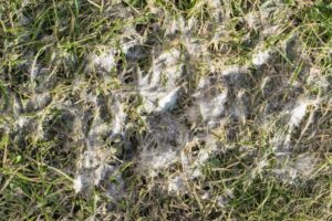 snow mould on lawn and grass in winter in alberta