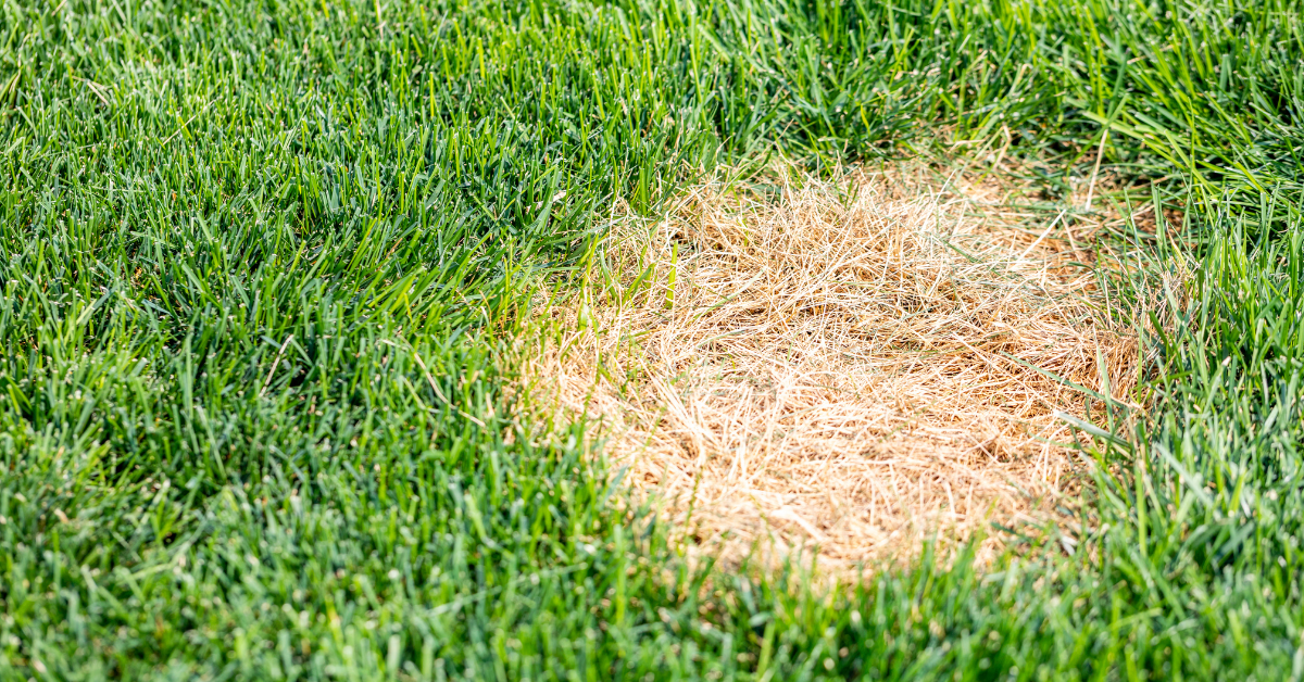 Common Lawn Disease Brown Patch