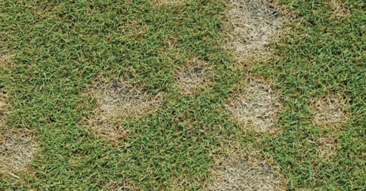 Common Lawn Care Diseases Dollar Spot Disease