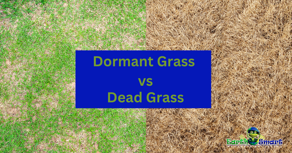 Dormant vs Dead Grass