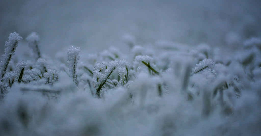 Fall fertilization to assist winter dormancy