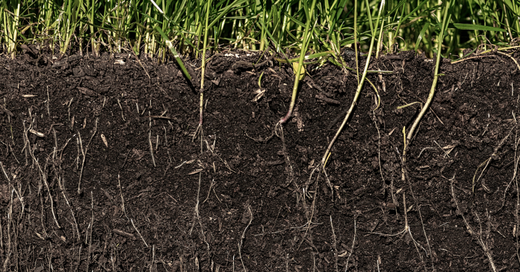 Fall Fertilizer to promote root growth