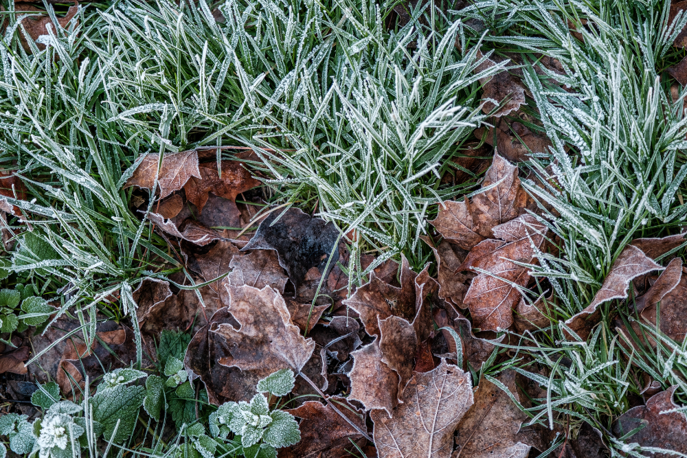 Fall weed control and fertilizer after hard frost