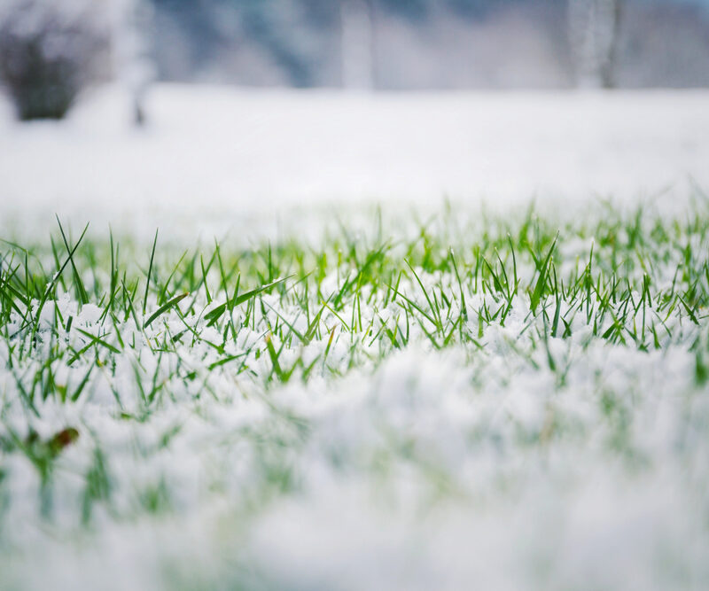 Alberta lawn care expert providing winter lawn prep services