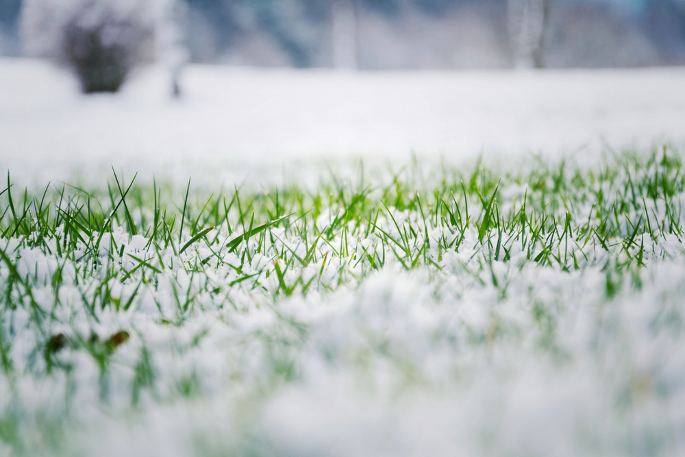 Alberta lawn care expert providing winter lawn prep services