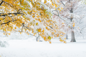 Snow-covered trees protected from harsh winter conditions