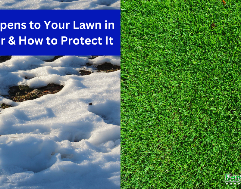 What Happens to Your Lawn in the Winter and How to Protect It