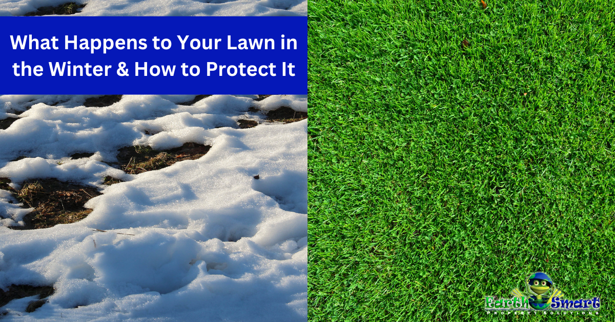 What Happens to Your Lawn in the Winter and How to Protect It