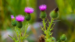 Most Common Weeds in Red Deer - Canada Thistle