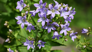 Most Common Weeds in Red Deer - Creeping Bellflower