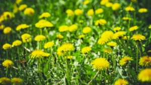 Most Common Weeds in Red Deer - Dandelions