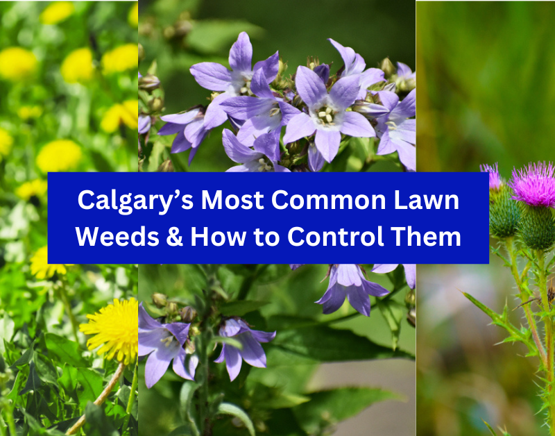 Most Common Weeds in Calgary - Dandelions, Canada Thistle, Creeping Bellflower