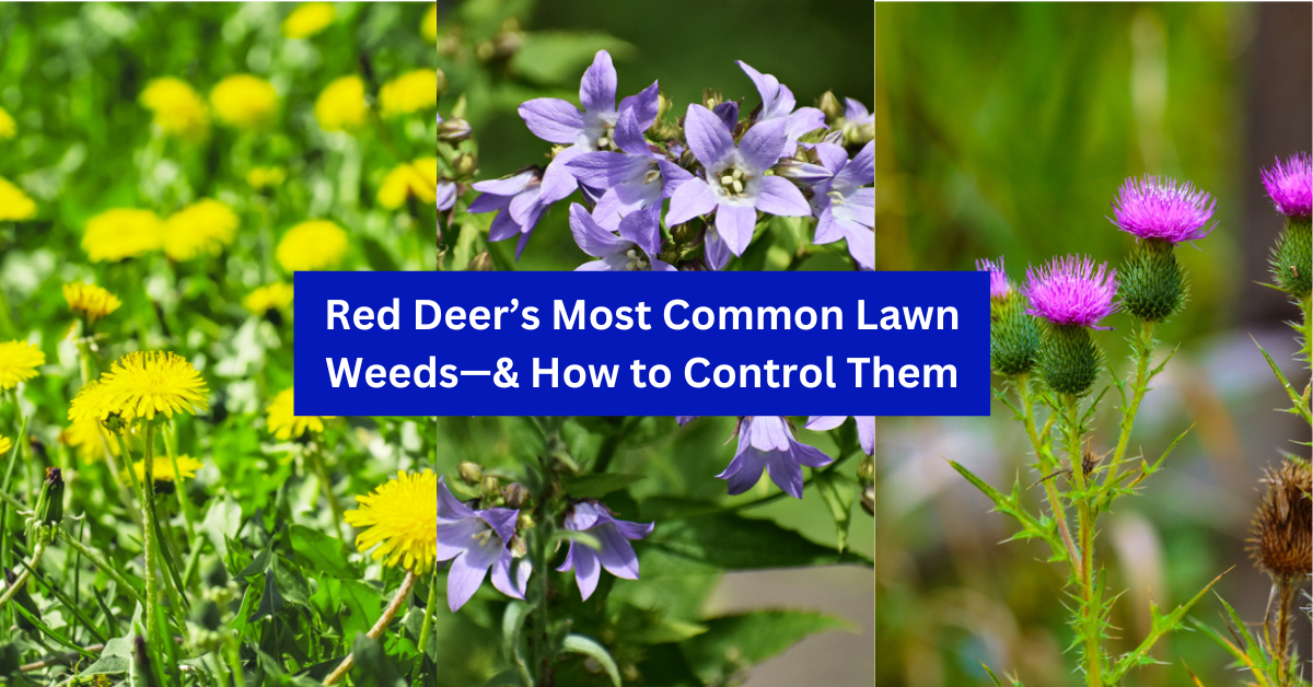 Most Common Weeds in Red Deer - Dandelions, Canada Thistle, Creeping Bellflower