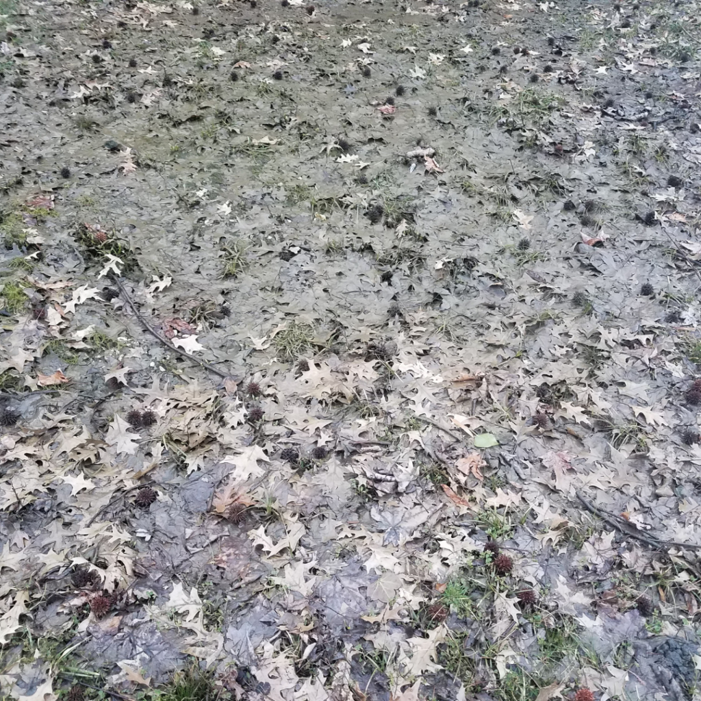 Patchy lawn with melting snow, illustrating delayed spring readiness for fertilizer application