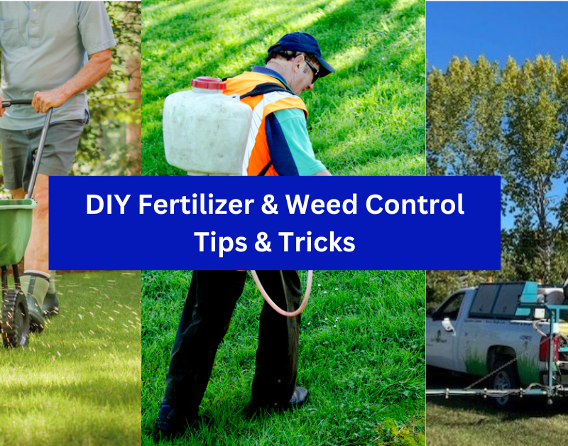 diy lawn fertilizer and weed control tips calgary and red deer